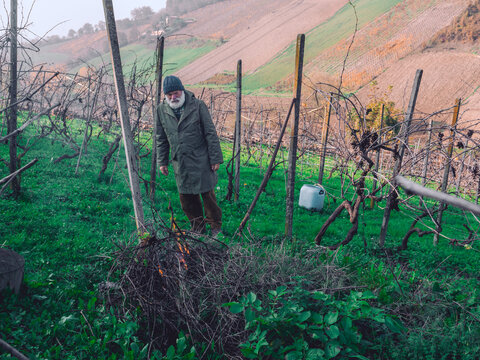 An experienced viticulturist manages organic vineyard waste by burning pruned branches during the dormant season on a wine farm