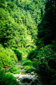 green forest in the morning