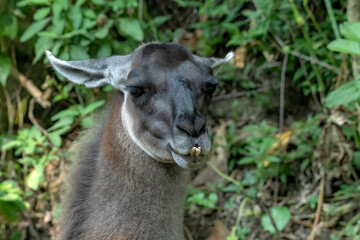 Naklejka premium a close-up portrait of a llama showing its prominent lower teeth
