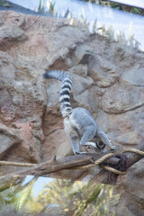 Naklejka premium ring tailed lemur