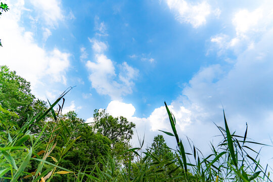 夏空の草むら