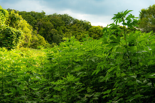 夏の草むら