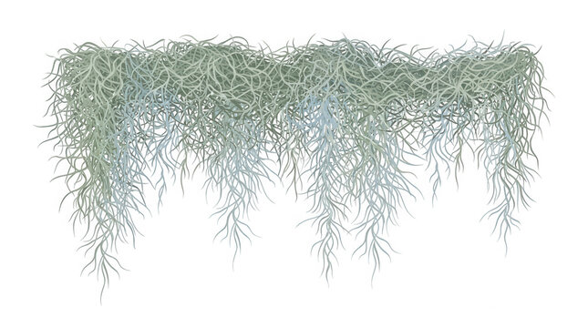 Faisceau de mousse espagnole Tillandsia usneoides suspendu isol&eacute;e sur fond blanc pour d&eacute;coration florale et design botanique naturel