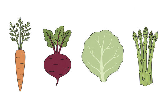 Ensemble d'illustrations vectorielles de l&eacute;gumes frais comprenant une carotte, une betterave, une feuille de laitue et une botte d'asperges sur fond blanc
