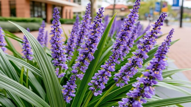Tall spikes of vibrant purple flowers bloom alongside striped green leaves in a cultivated urban setting.