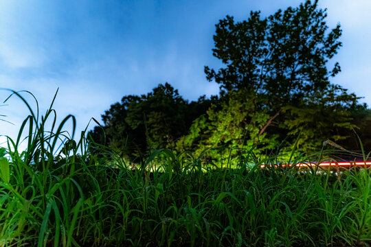 夏の夜の草むら