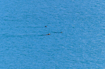 Naklejka premium Four Sea Otters Swim in College Fjord, Alaska.