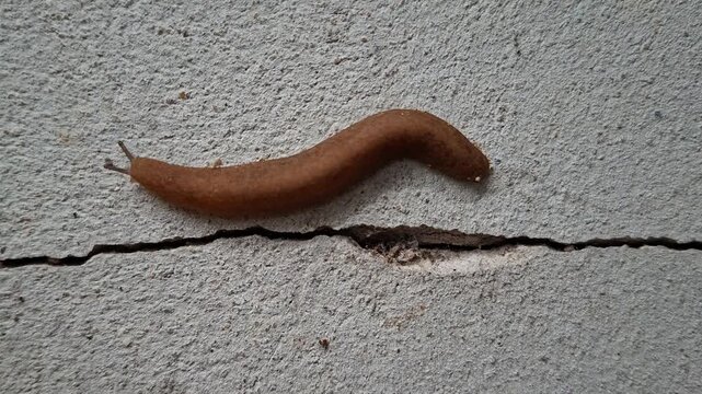 Land leech crawling on a concrete wall with a crack