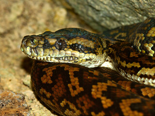 Obraz premium Python Snake in Queensland Australia