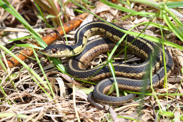 Obraz premium Garter Snake basking in northern Illinois