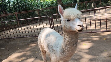 Naklejka premium Cute white alpaca looking.