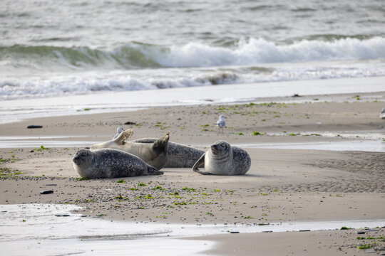 Eierland, De Cocksdorp, Texel, The Netherlands, Oktober 28th, 2024, Seals lounge on a sandy beach, enjoying the coastal environment and gentle waves lapping at the shore