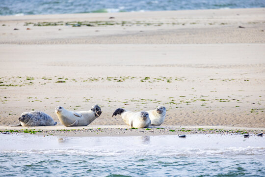 Seals leisurely bask in the warm sun on a sandy beach, relishing their stunning and beautiful natural coastal habitat