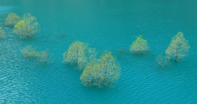 秋扇湖の水没林