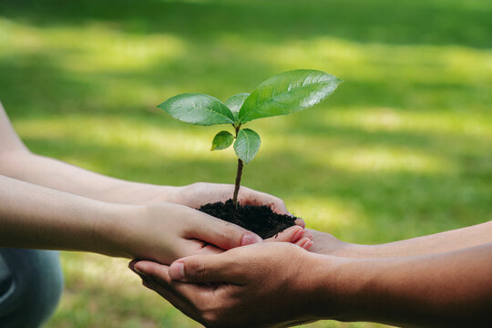 People holding young tree seedling together with soil in hands for environmental conservation and sustainable growth concept
