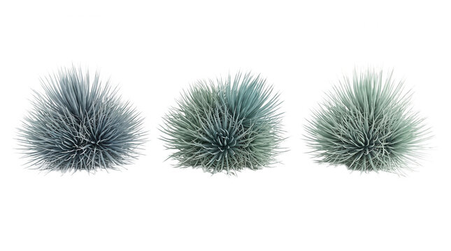 Drei kleine, buschige Blauschwingel-Gr&auml;ser mit feinen, spitz zulaufenden blaugr&uuml;nen Halmen, freigestellt auf wei&szlig;em Hintergrund f&uuml;r Garten- und Landschaftsgestaltung.