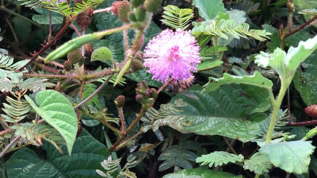 Bee hovering and foraging around a pink sensitive plant bloom, showing nectar seeking, flight, floral attraction, and insect activity in lush tropical vegetation for ecology and nature footage.