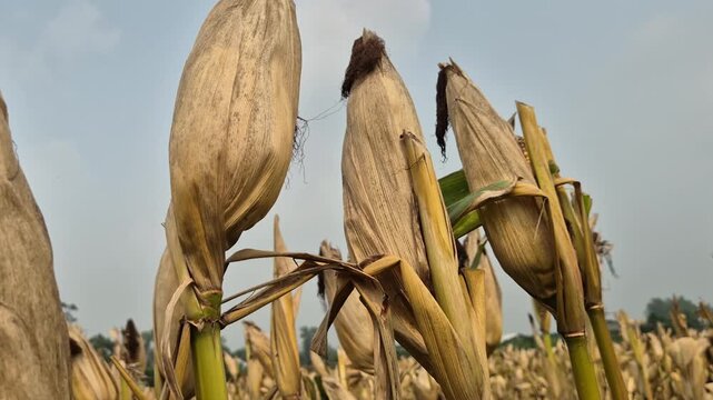 Dry Ripe Corn Cobs Covered In Husk On Stalks Ready For Harvest Close Up Shot
