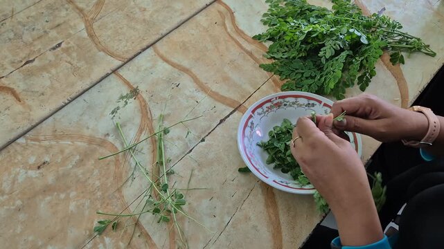 Close-up of Woman Hands Stripping Fresh Moringa Oleifera Leaves into a Bowl