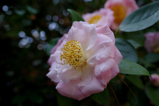 椿　camellia