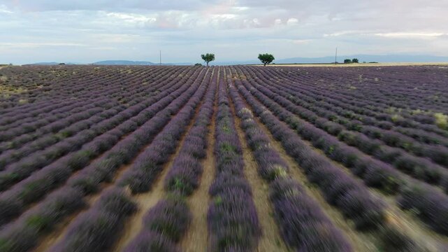 Campi di lavanda in fiore, Provenza