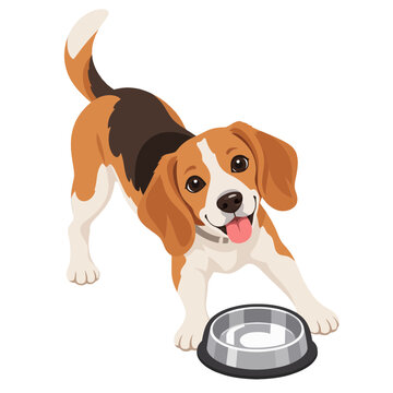 Cute beagle dog looking at empty food bowl
