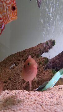 Red Spotted Severum Cichlid and Discus Fish Swimming in Freshwater Aquascape Tank