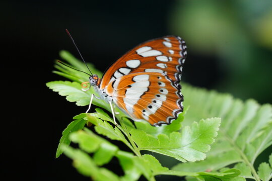 Ariadne merione butterfly on green leaves close up