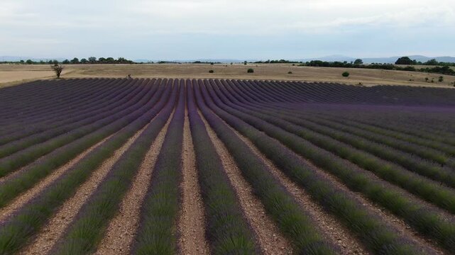 Campi di lavanda in fiore, Provenza