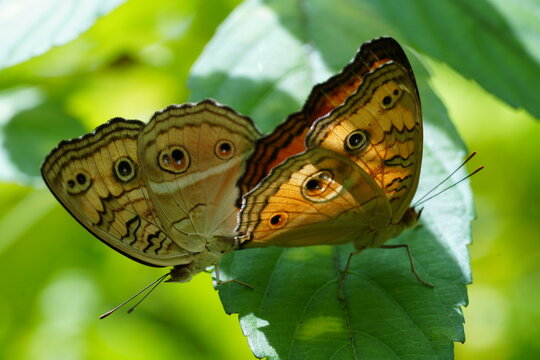 Peacock Pansy Butterflies Junonia almana on Green Leaf