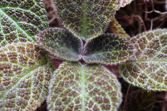 Episcia Cupreata Flame Violet Plant Macro View