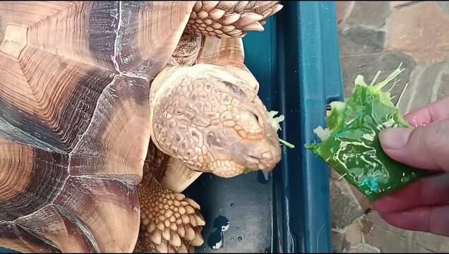 Sulcata tortoise eating green cactus leaf fed by human hand in captivity