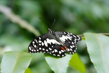Fototapeta premium Lime Butterfly Papilio demoleus on Leaf Close Up