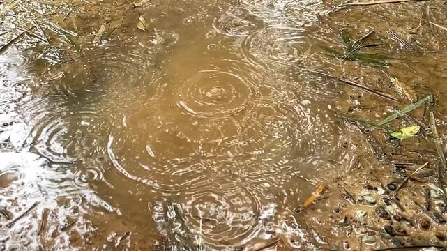 Raindrops Falling on Muddy Ground: Ripples spread across a muddy puddle as raindrops fall, creating a textured pattern on the damp earth.