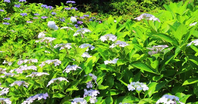 香川県にある粟井神社の紫陽花　山あじさいの小径入口　パン映像
