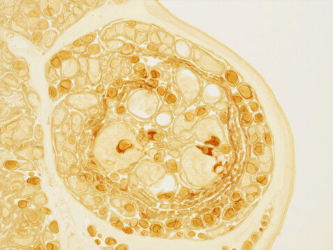 Peripheral nerve fascicle cross-section watercolor histology illustration in warm amber gold tones on ivory background