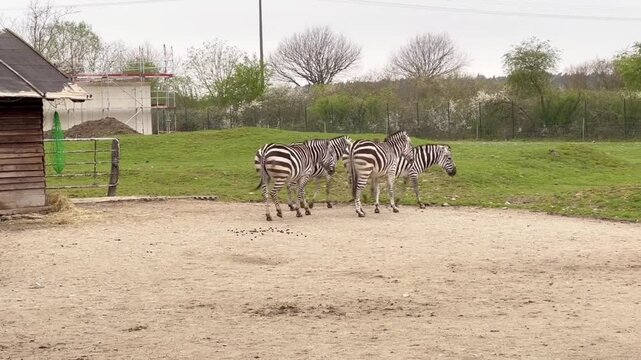 A group of zebras walking together in a natural outdoor video setting