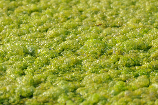 Algae have proliferated and attached themselves to damp surfaces or in puddles.