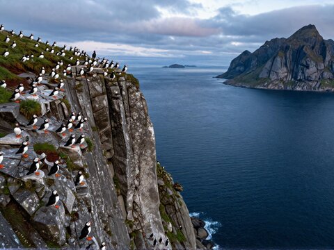 Oblique aerial view Lofoten seabird cliff puffin colony midnight sun