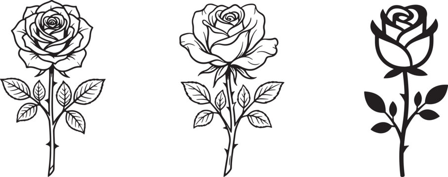 Intricate rose drawing vector set featuring detailed petals and thorns for botanical design themes.