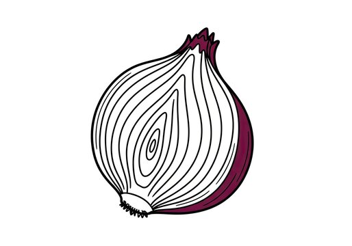 Cross section illustration of a red onion isolated on white background for food and cooking