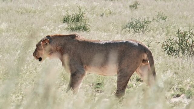 Majestic lioness walking through tall grass, wild female lion prowling in African savanna, predator stalking in natural habitat