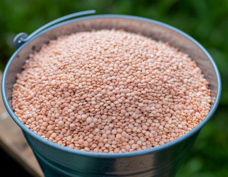 raw split red lentils filling a rustic zinc bucket with a natural outdoor green background