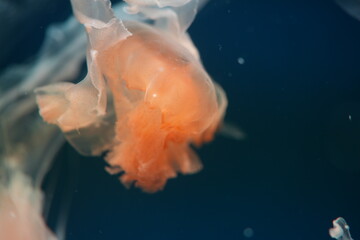Jellyfish in Water Marine Life Underwater Creature © Jimmy
