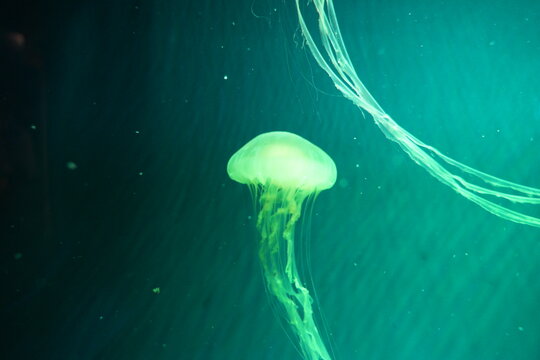 Jellyfish Underwater Marine Life Dark Background Glowing