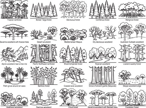 Forest Ecosystems Collage: A comprehensive compilation showcasing diverse forest biomes from around the world, including tropical rainforests, deciduous woodlands, mangrove swamps, and arid savannahs.