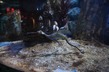 Leafy Seadragon in Aquarium Habitat Underwater Scene © Jimmy
