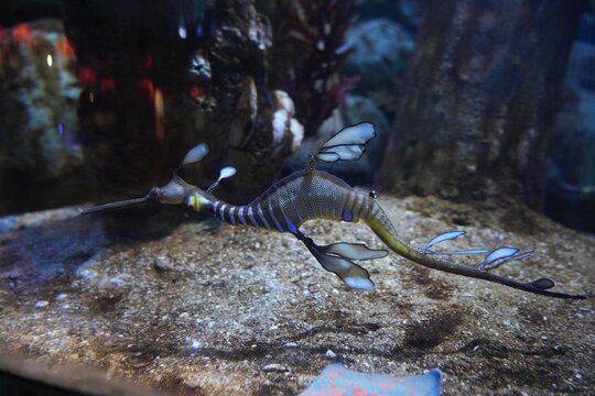 Leafy Seadragon Underwater Ocean Life Amazing Sea Creature