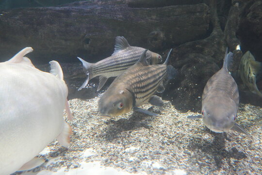 Underwater View of Striped Siamese Tigerfish Aquarium Scene
