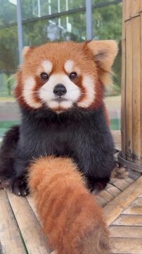 red panda in the zoo